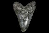 Monster, Fossil Megalodon Tooth - South Carolina #142364-1